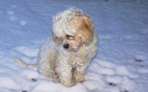 Molly in the snow