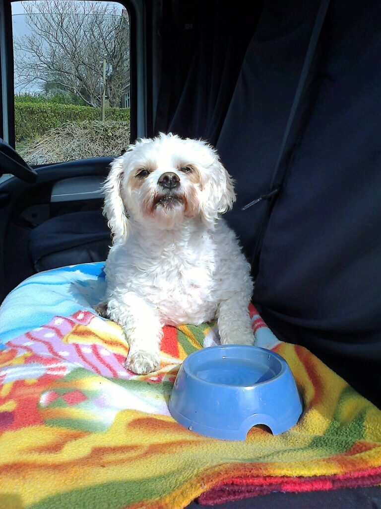 Molly In The Work Van